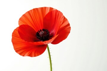Obraz premium Vibrant red poppy blooms, delicate petals, white background, background image, delicate, white background