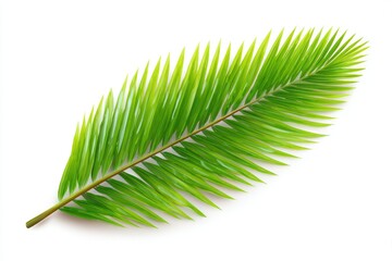Obraz premium A vibrant green palm leaf with delicate leaflets lies on a stark white background