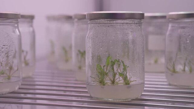 Small plants grow in jars on shelves in a lab. The jars have water and are kept in a controlled space. This shows research on plant growth and development over time.