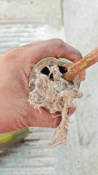 Applying natural oil to bamboo pole hollow with oakum