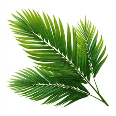Obraz premium Lush green palm fronds isolated against a clean white background, vibrant and fresh