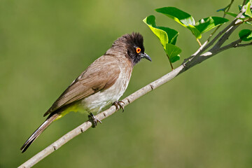An African red-eyed bulbul (Pycnonotus nigricans) perched on a branch, South Africa