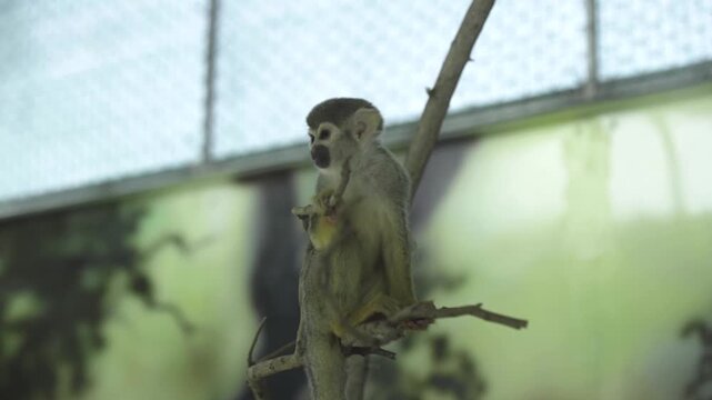 Small Squirrel monkey playing in zoo, India.