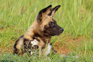 Portrait of an African wild dog or painted hunting dog (Lycaon pictus), Madikwe game reserve, South Africa