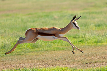 A springbok antelope running and jumping (Antidorcas marsupialis), Kalahari desert, South Africa