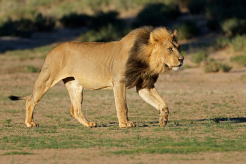 A big male African lion (Panthera leo) walking in early morning light, Kalahari desert, South Africa