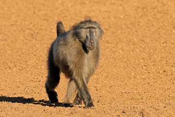 A big male chacma baboon (Papio ursinus) walking in natural habitat, Mokala National Park, South Africa