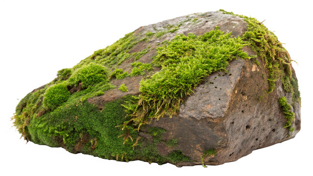 Moss covered rock isolated on transparent background