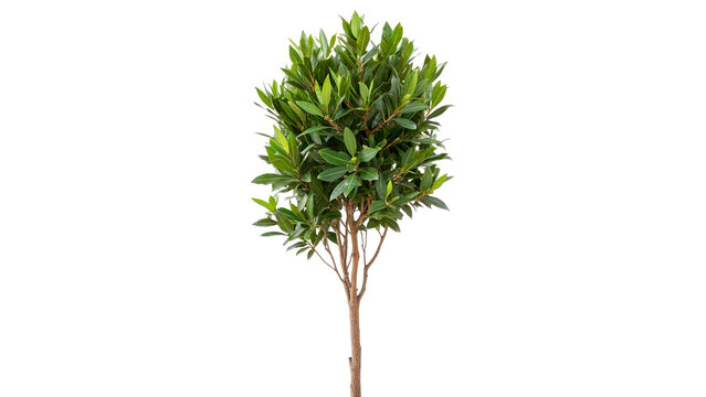 laurus nobilis bay tree bay laurel sweet bay isolated on transparent background