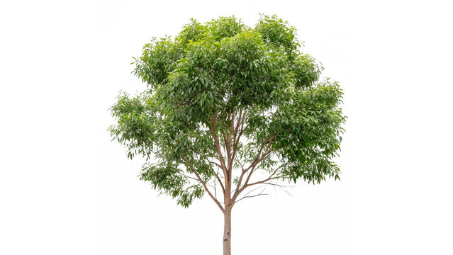 eucalyptus citriodora tree isolated on transparent background