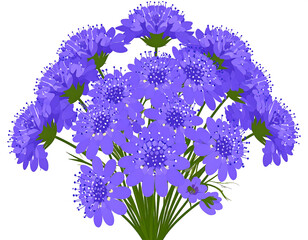 Cluster of stylized blue pincushion flowers with green stems and leaves on a white background