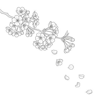 Delicate cherry blossom branch with falling petals in elegant line art