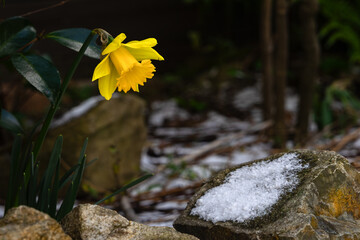 残る雪と黄色いラッパ水仙20260208