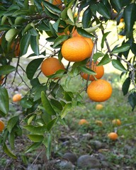 みかん畑