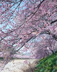 里山美しい河津桜の風景
