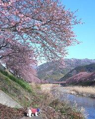 里山河津桜の風景