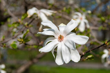 Fototapeta premium White magnolia flower. Spring nature. Magnolia tree with blooming flower. Blooming magnolia. Magnolia blossom and flower. Beautiful spring season. Blooming spring nature