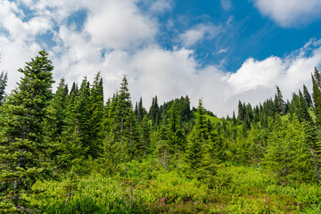Fototapeta premium Green forest wood landscape in mountain. Nature of mixed forest. Landscape of scenery nature. Scenic landscape woodland. Hill landscape with forest. Nature mountain forest. Quiet hill country