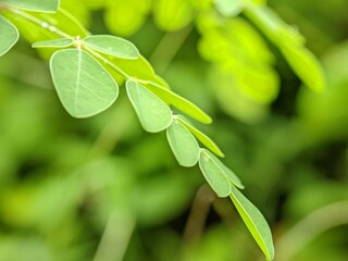 Obraz premium Macro photo of the leaves of the Moringa plant or also called Moringa oleifera, with a smooth bright green background