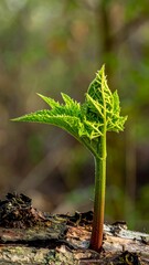 Budding green leaf sprouts from a fallen tree branch, blurred green background