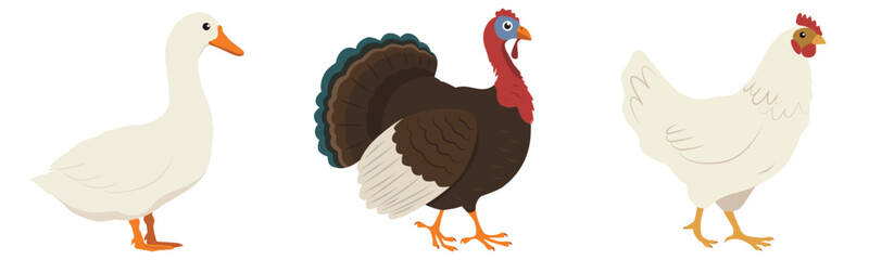 Farm birds collection - goose, turkey and chicken. Flat Vector illustration isolated on a white background © tiena