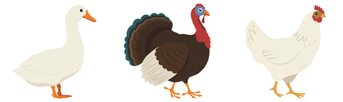 Farm birds collection - goose, turkey and chicken. Flat Vector illustration isolated on a white background