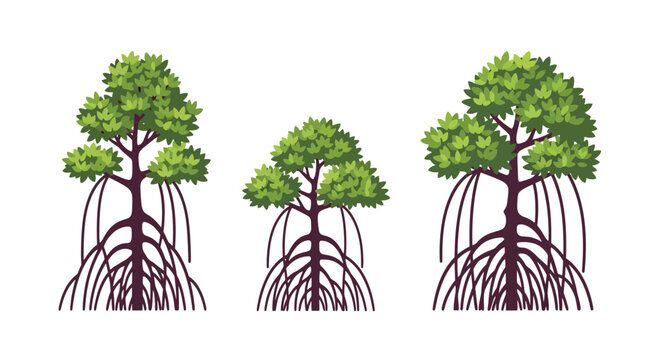 Illustration of three mangrove trees with prominent aerial roots