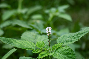 Obraz premium Indian heliotrope or Heliotropium indicum wild medicinal plant