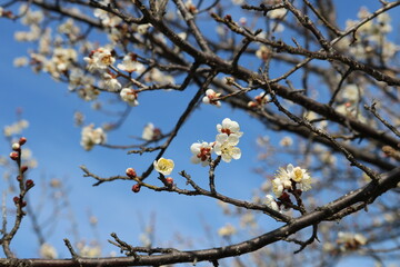 青空に早咲きの梅の花　河川沿いの風景