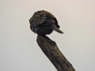 a small, bird, dove resting with its feathers fluffed up on top of a wooden post