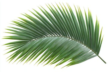 Obraz premium A vibrant, curved palm leaf isolated on a stark white backdrop