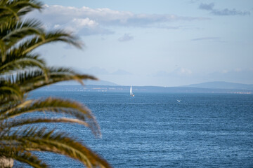 Sailboat on Atlantic ocean framed by palm tree branches © Ulysses