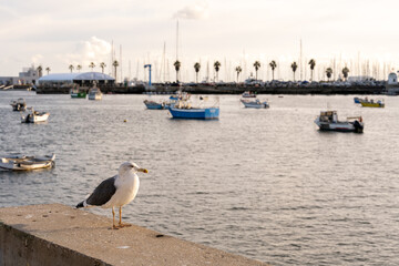 Seagull standing on harbor wall near fishing boats