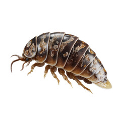 Detailed side view of a brown segmented pillbug, mottled shell texture, dark background