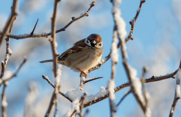 A small bird is sitting on a branch covered in snow