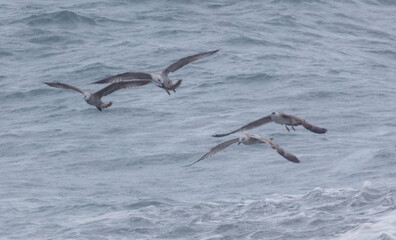 Three birds flying in the ocean