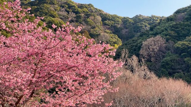 壁紙 山桜 ヤマザクラ の写真素材 10,161件の無料イラスト画像