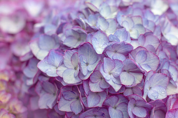 Fototapeta premium Pastel light violet bigleaf hydrangea flowers with purple edges close up