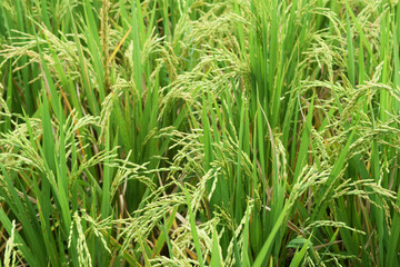 Obraz premium paddy with rice grains with green natural atmosphere close up