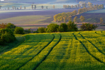 Fototapeta premium Gorgeous rural landscape with green sunny spring hills. South Moravia region, Czech Republic
