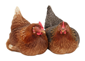Chickens in a farmyard setting animal photography natural environment isolated on transparent background