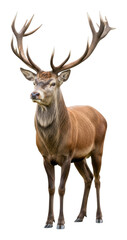 Majestic stag walking gracefully in nature wildlife photography scene isolated on transparent background