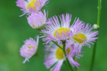 ハルジオンの花