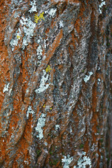 Obraz premium Detailed Close-Up of Tree Bark with Lichen and Moss Texture