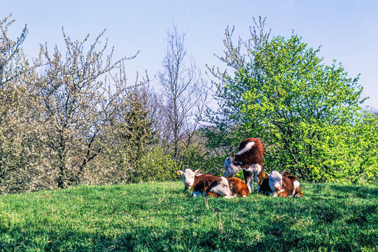 Idyllic view at a meadow with claves and flowering cherry trees a sunny spring day