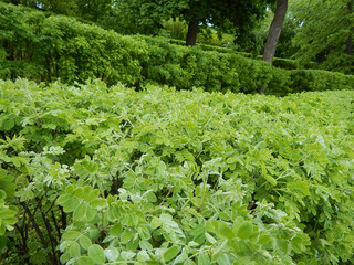 Green spring bushes.