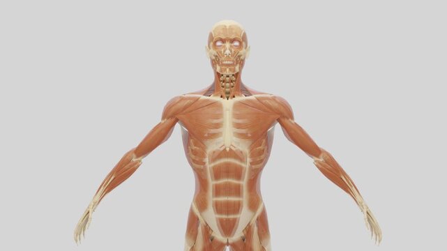 3D assembly of the human body, animated transition from a skeleton to a complete muscular system.  A highly detailed model of human anatomy.