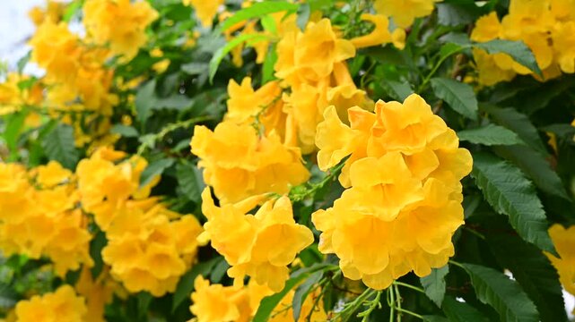 4K Close up of vibrant yellow elder flowers swaying gently in the breeze