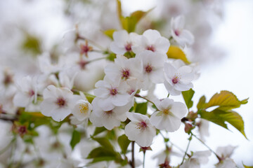 Naklejka premium Cherry tree blossom. Spring garden bloom. Spring floral flowers. Spring delicate beauty. Spring colorful petals.
