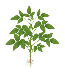Fototapeta premium Growing green plant with roots in nature isolated on transparent background